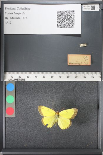 Media type: image;   Entomology 124420